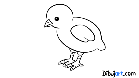 Sketch | Bosquejo  de un pollito pio